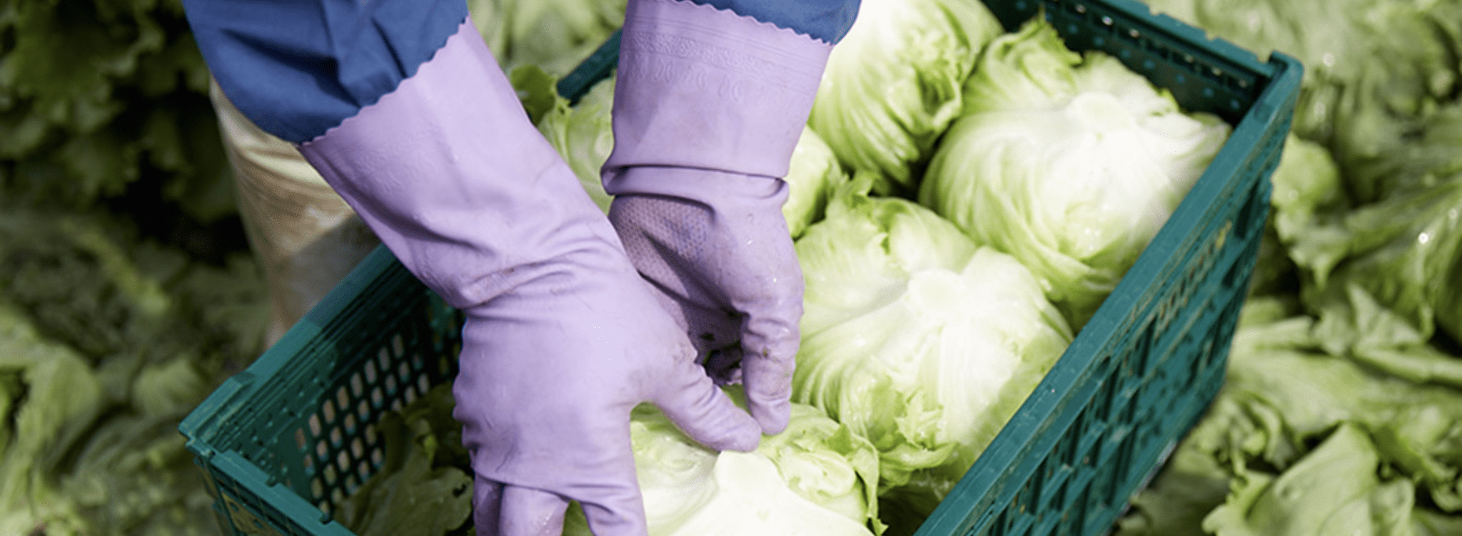 朝に収穫するのには、理由があります。