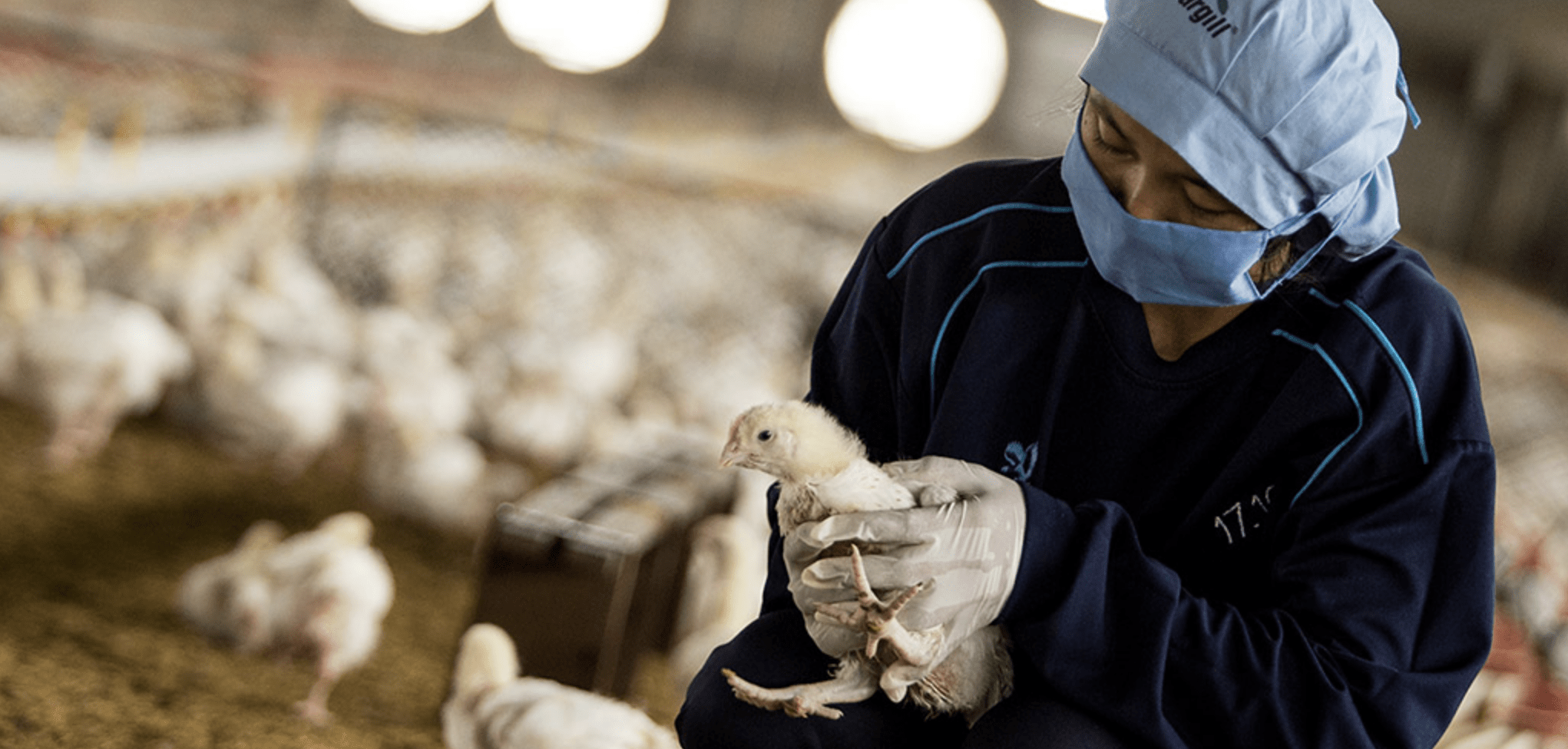 ニワトリ専門のお医者さんがいます。