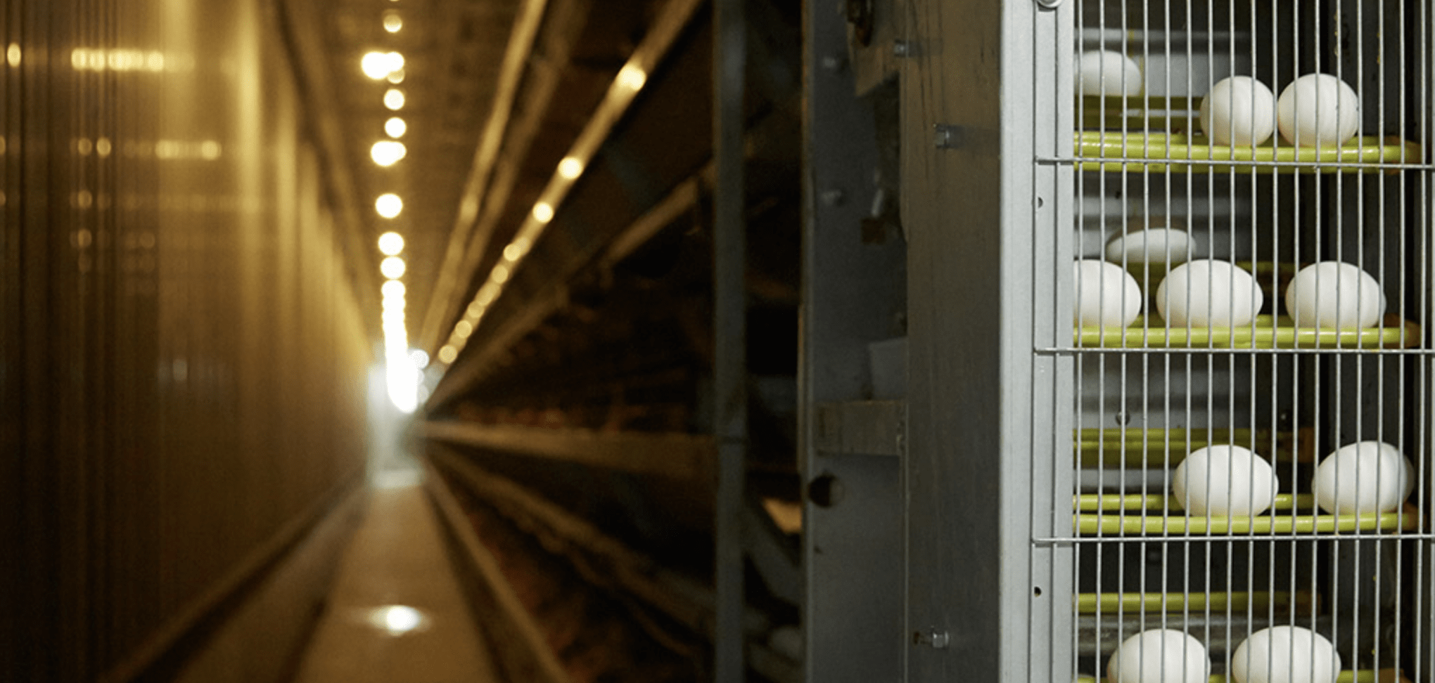 おいしい卵は、リラックスから。