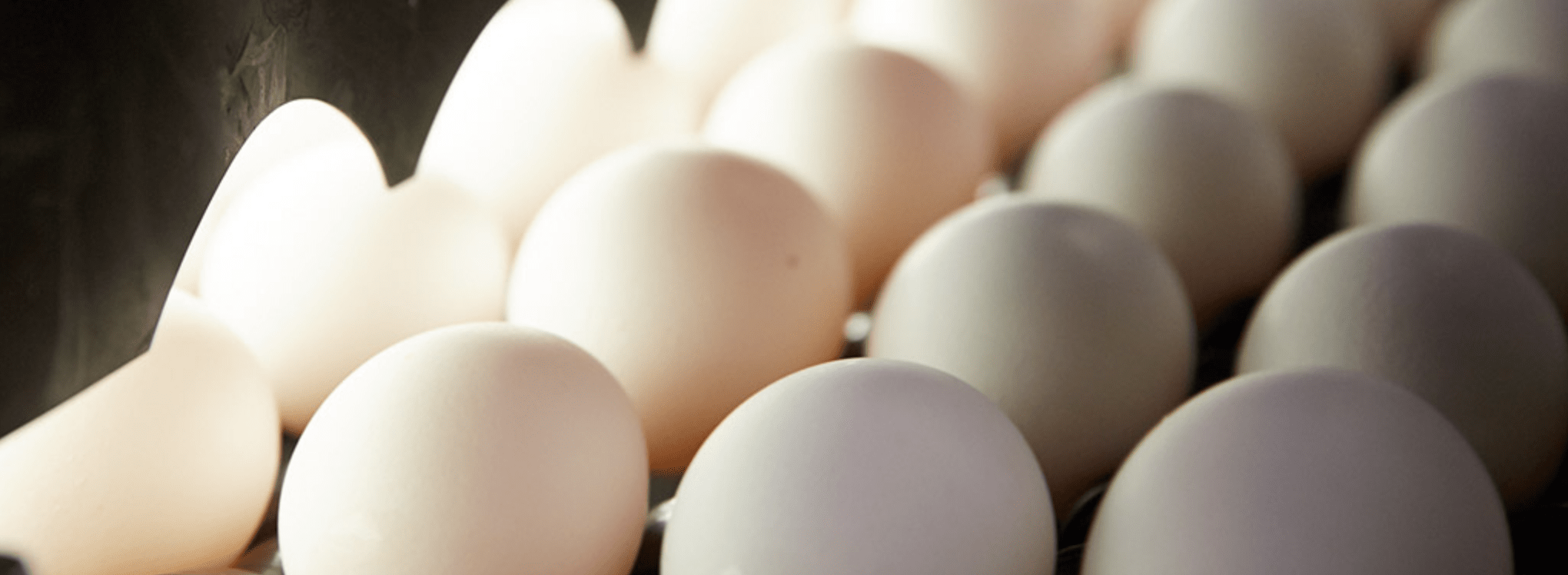 殻の中まで安全確認しています。