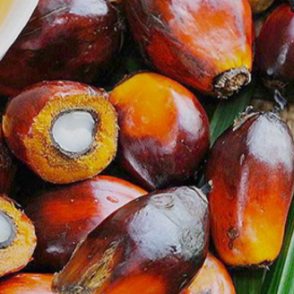 パーム油　RSPO認証