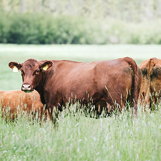 ビーフ 牛の健康福祉と農家支援