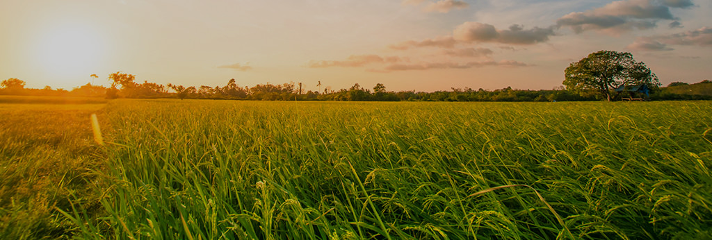 地球環境のために
