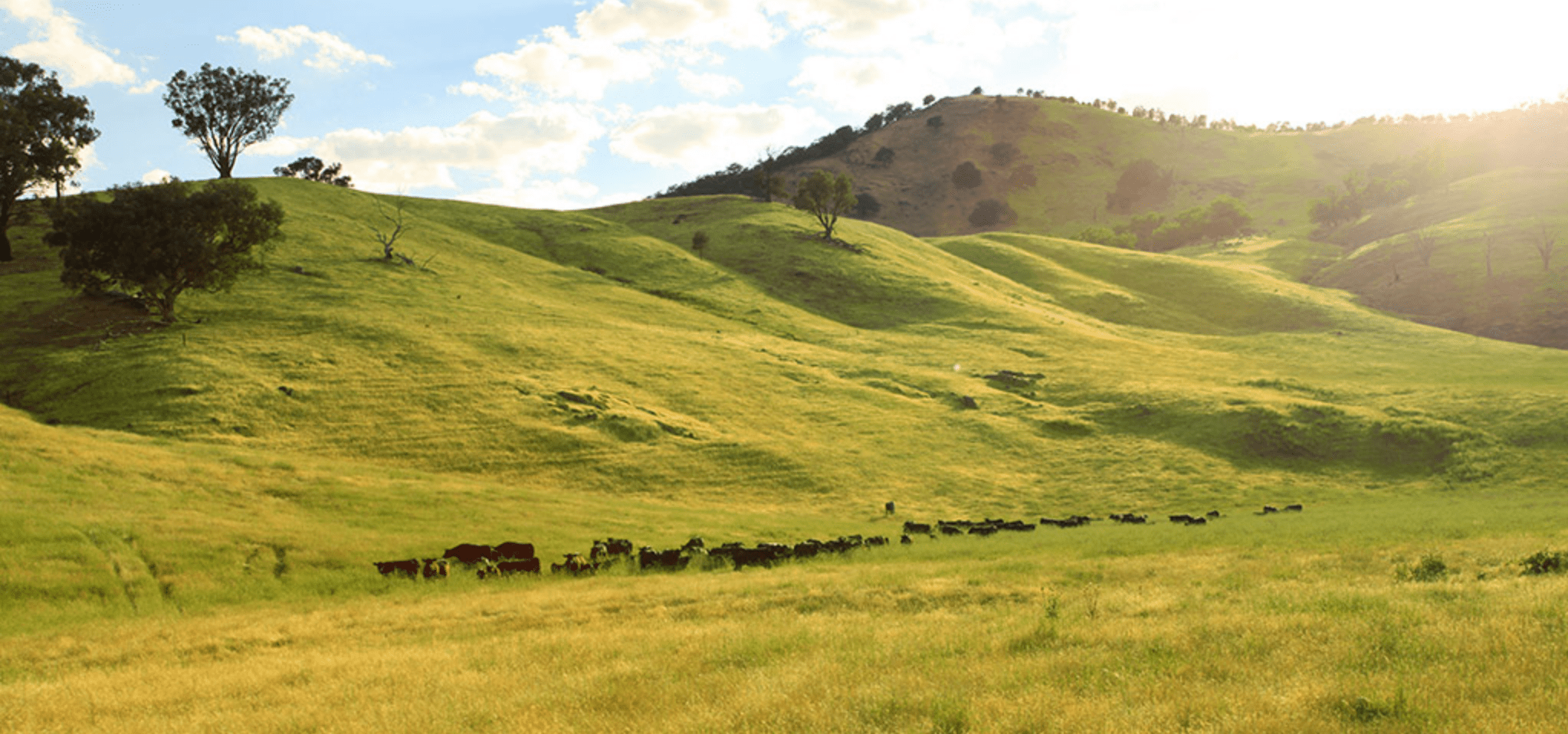 牛たちは、広大な農場で育っています。