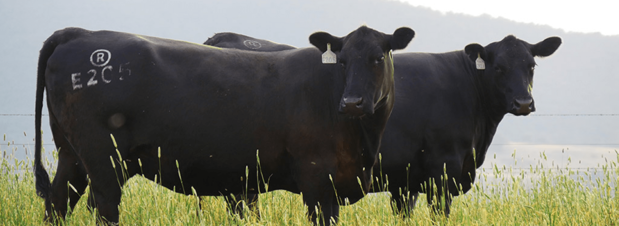 牛の食事は、自然が育てた牧草のみです。