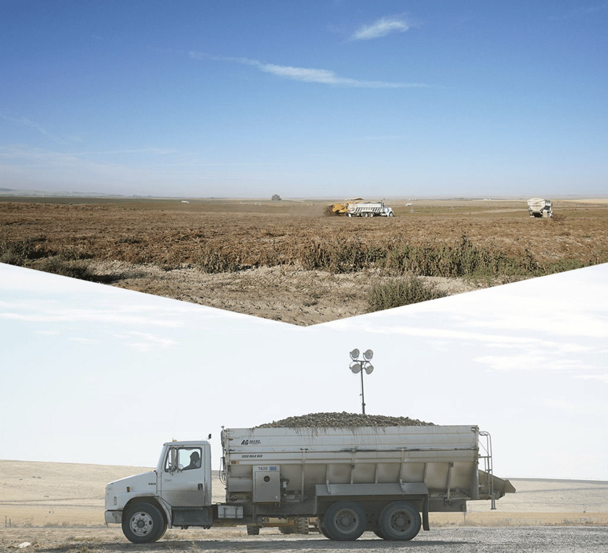 じゃがいもは、北米の広大な大地で栽培しています。