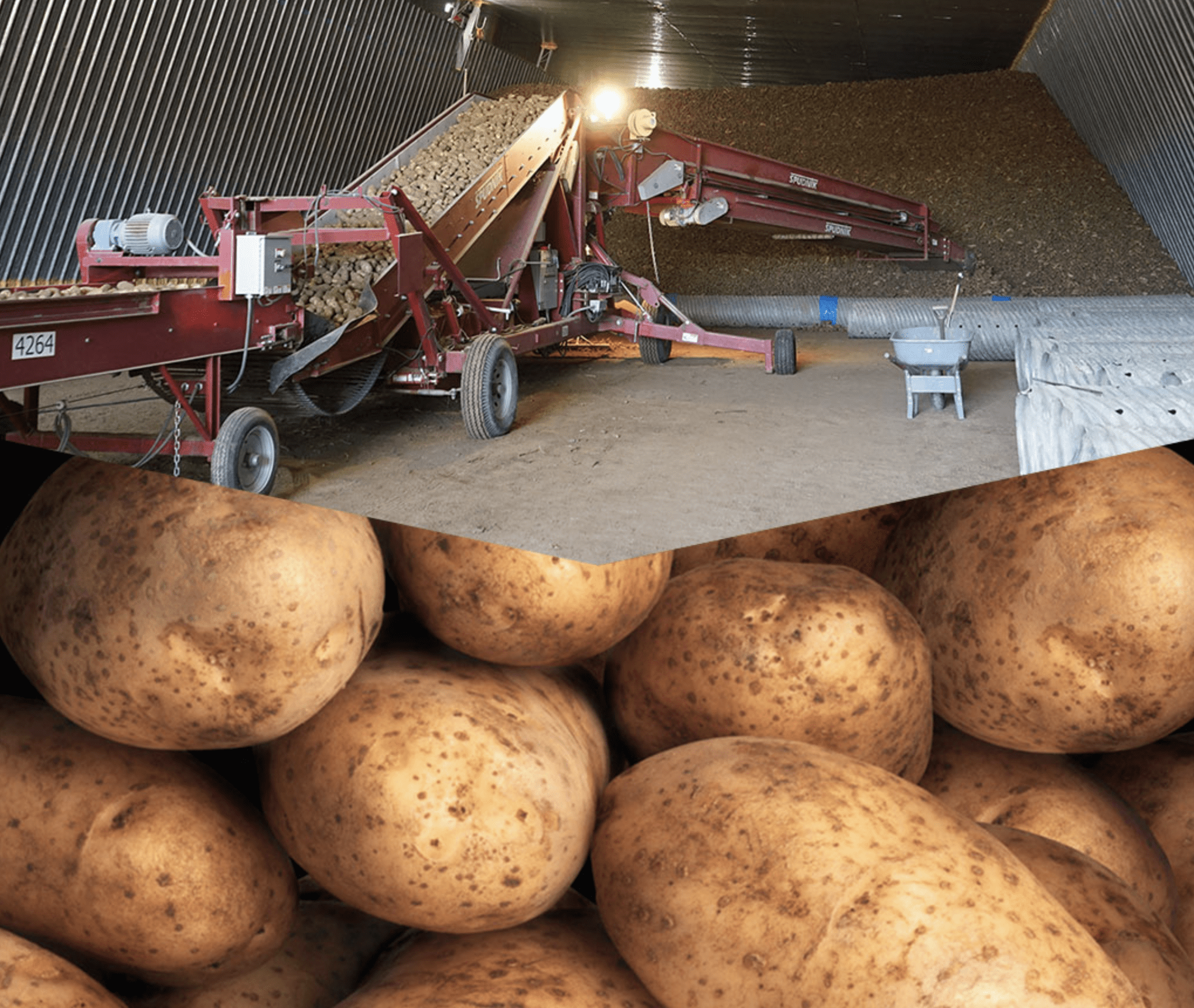 畑と同じ環境で、じゃがいもを保管しています。