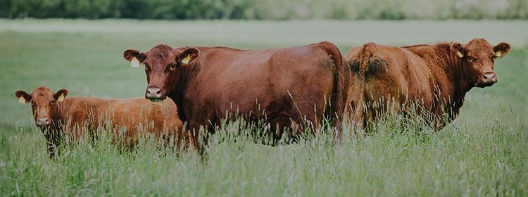 持続可能な食材の調達